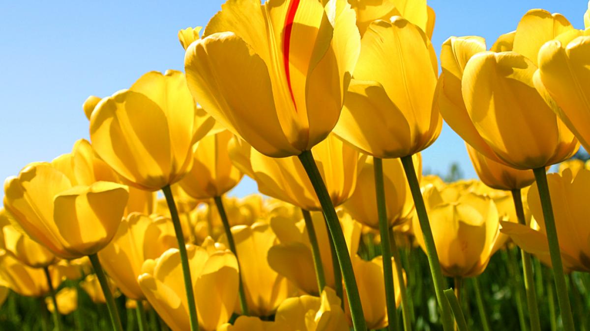 Yellow Tulips and Capitol Building