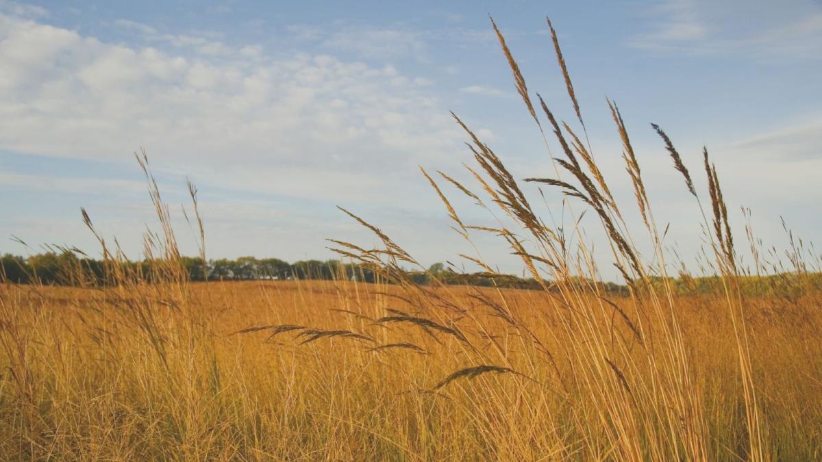 prairie