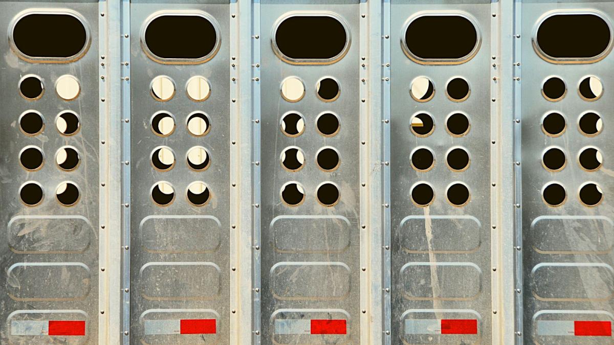 livestock